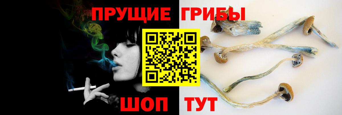 Галлюциногенные грибы Psilocybe Буйнакск